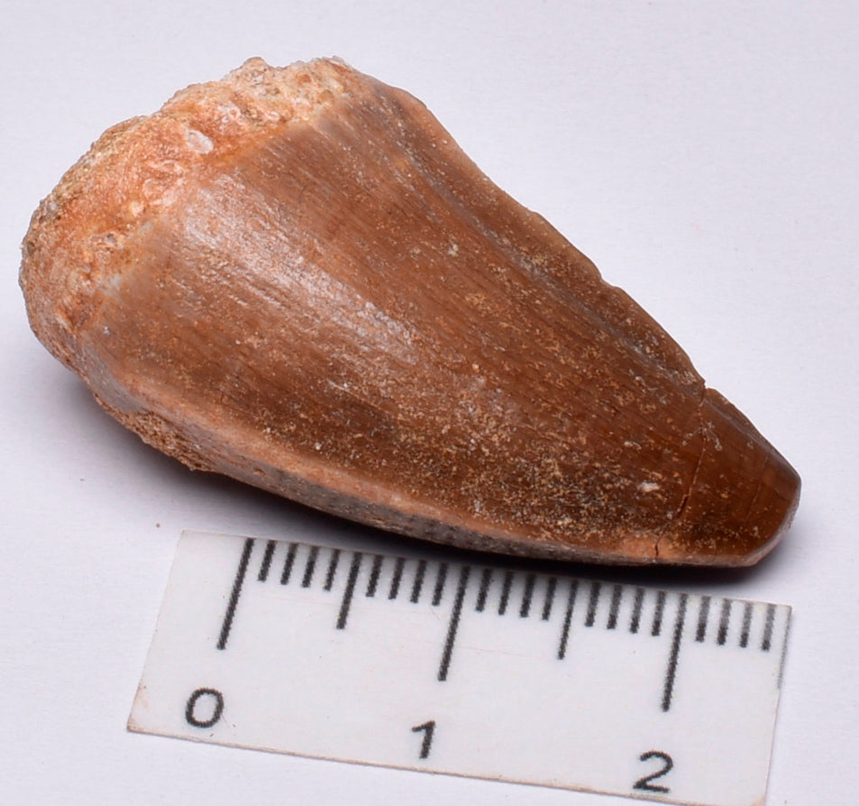 MOSASAURUS TOOTH FOSSIL ANCEPS, F16