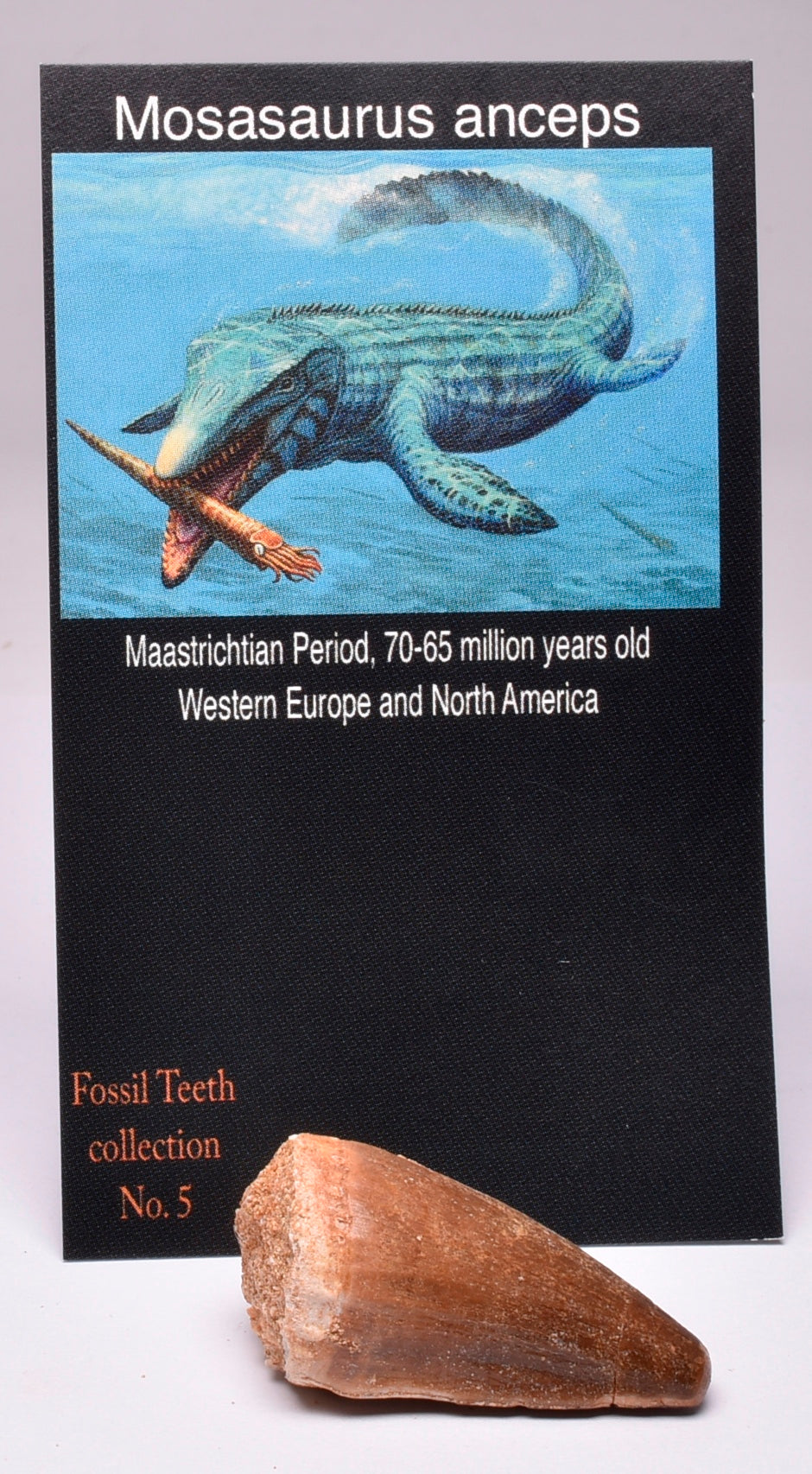 MOSASAURUS TOOTH FOSSIL ANCEPS, F16