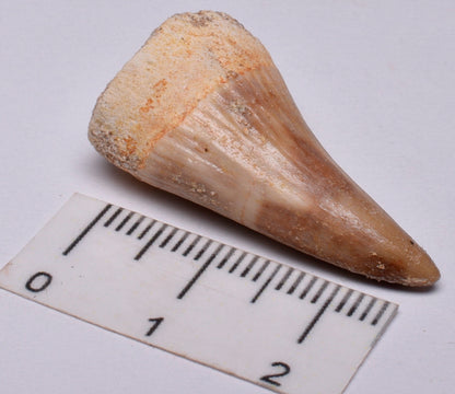 MOSASAURUS TOOTH FOSSIL ANCEPS, F17