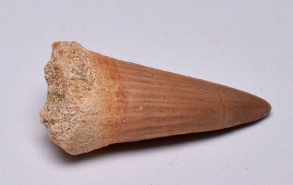 MOSASAURUS TOOTH FOSSIL ANCEPS, F18