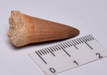 MOSASAURUS TOOTH FOSSIL ANCEPS, F18