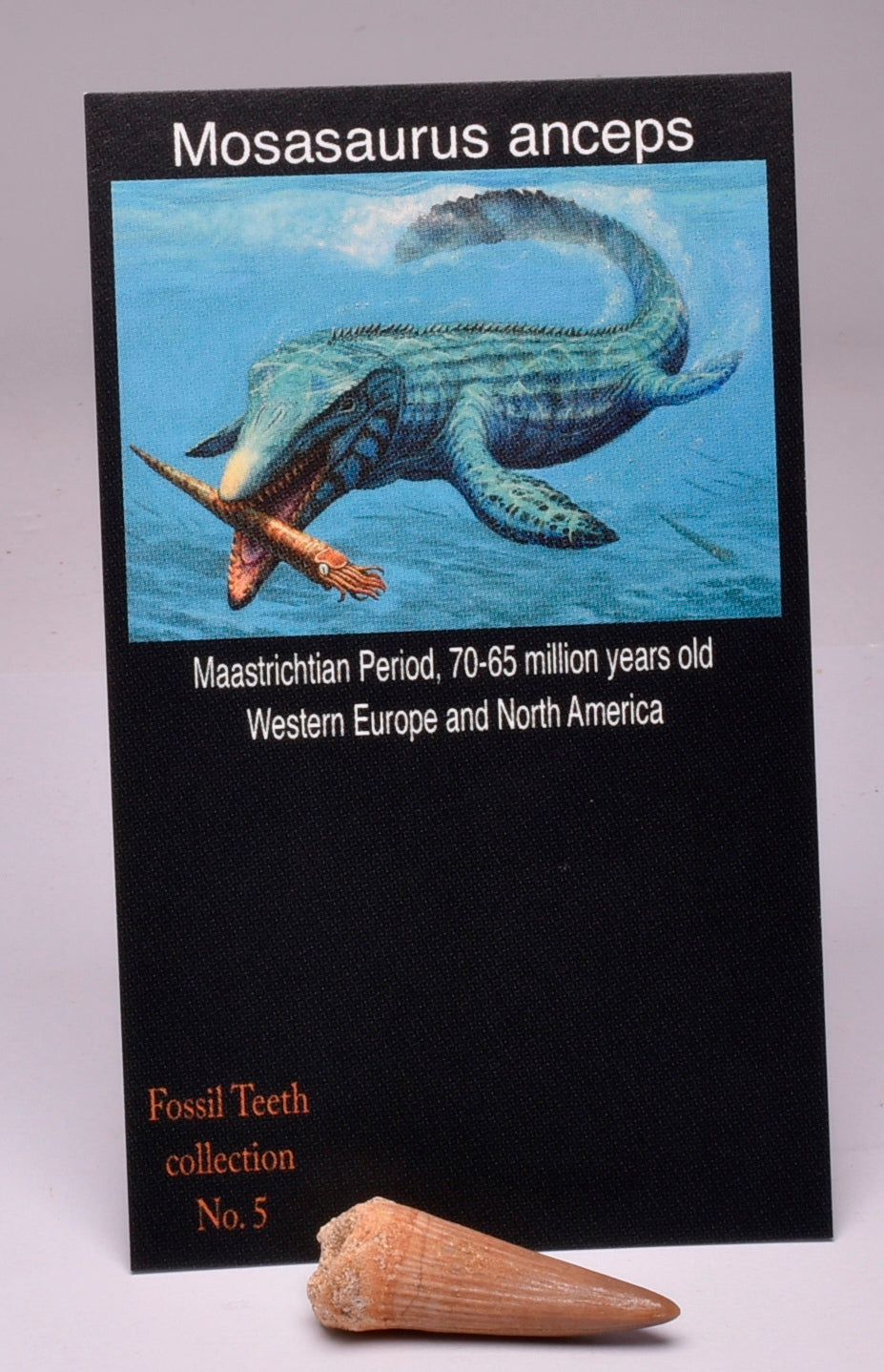 MOSASAURUS TOOTH FOSSIL ANCEPS, F18