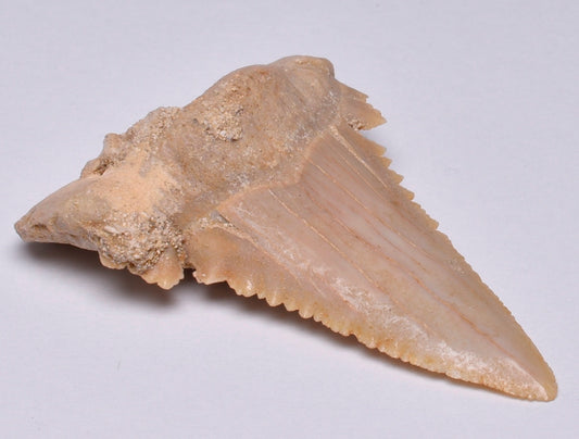 PALAEOCARCHARODON FOSSIL SHARK T00TH F24