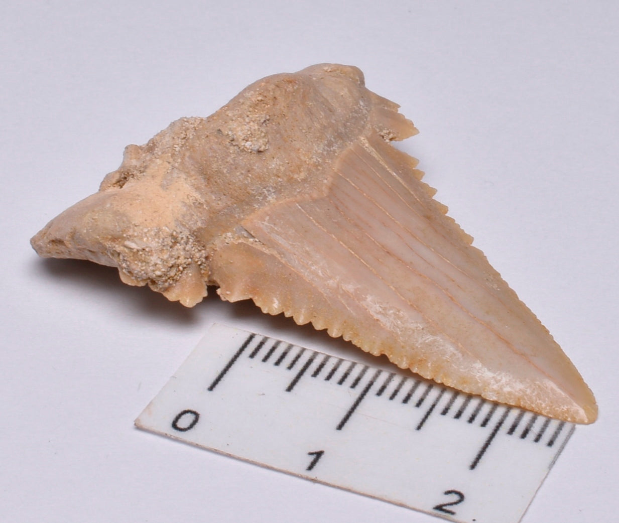 PALAEOCARCHARODON FOSSIL SHARK T00TH F24