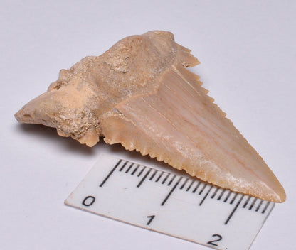 PALAEOCARCHARODON FOSSIL SHARK T00TH F24