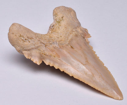 PALAEOCARCHARODON FOSSIL SHARK T00TH F24