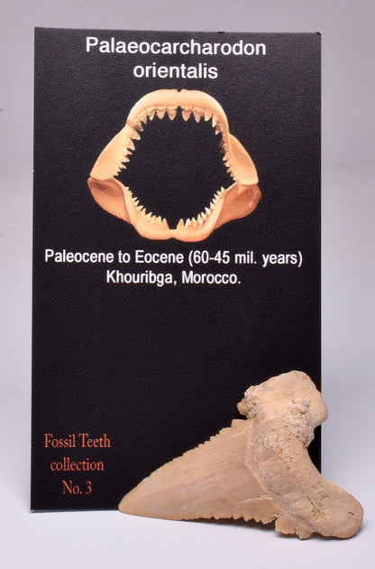 PALAEOCARCHARODON FOSSIL SHARK T00TH F24