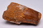 SPINOSAURUS AFRICANUS DINOSAUR TOOTH FOSSIL F25