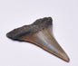 FOSSIL SHARK TOOTH, MIOCENE, USA F35