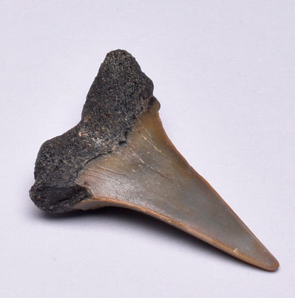 FOSSIL SHARK TOOTH, MIOCENE, USA F35