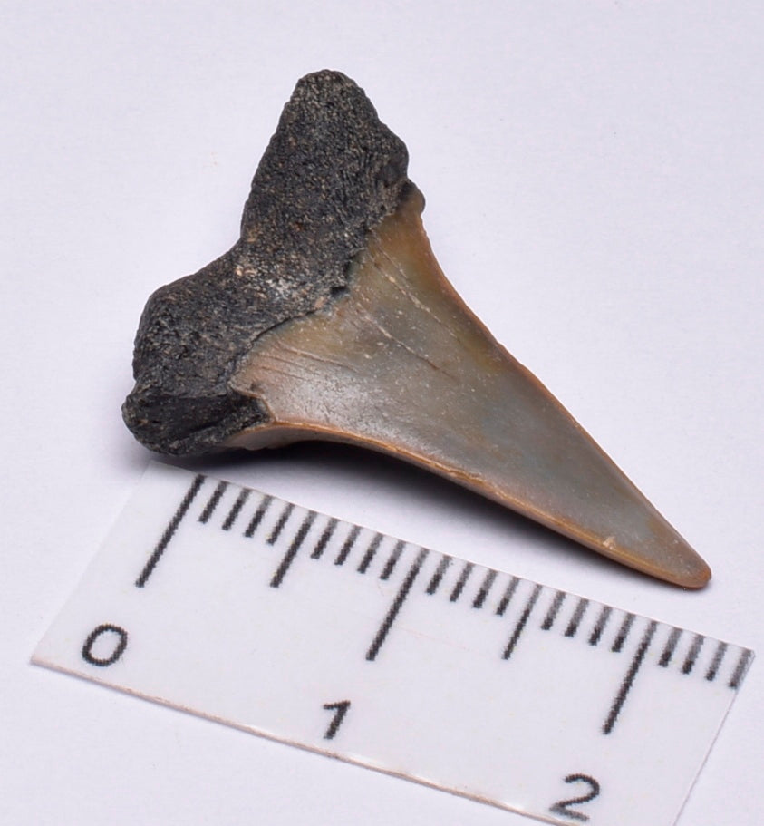 FOSSIL SHARK TOOTH, MIOCENE, USA F35