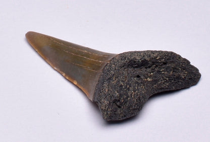 FOSSIL SHARK TOOTH, MIOCENE, USA F35