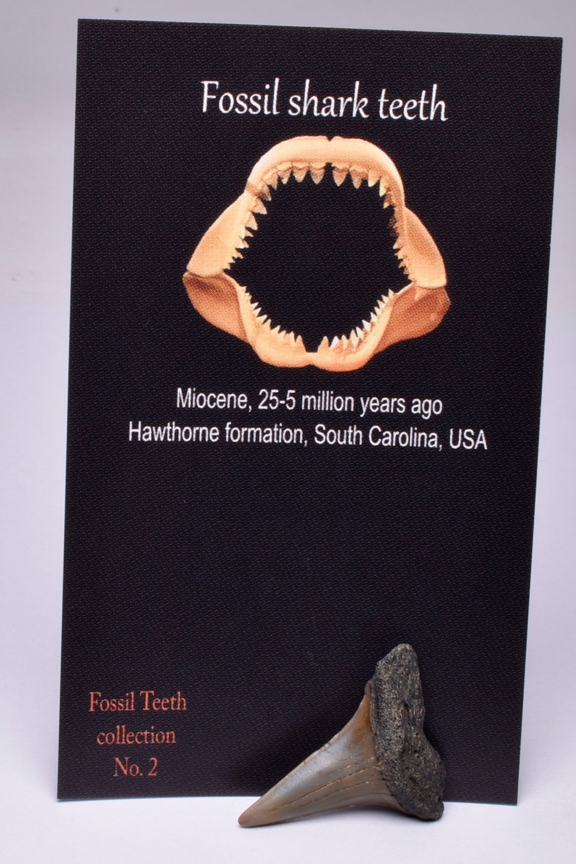 FOSSIL SHARK TOOTH, MIOCENE, USA F35