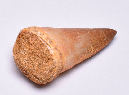 MOSASAURUS TOOTH FOSSIL ANCEPS, F34