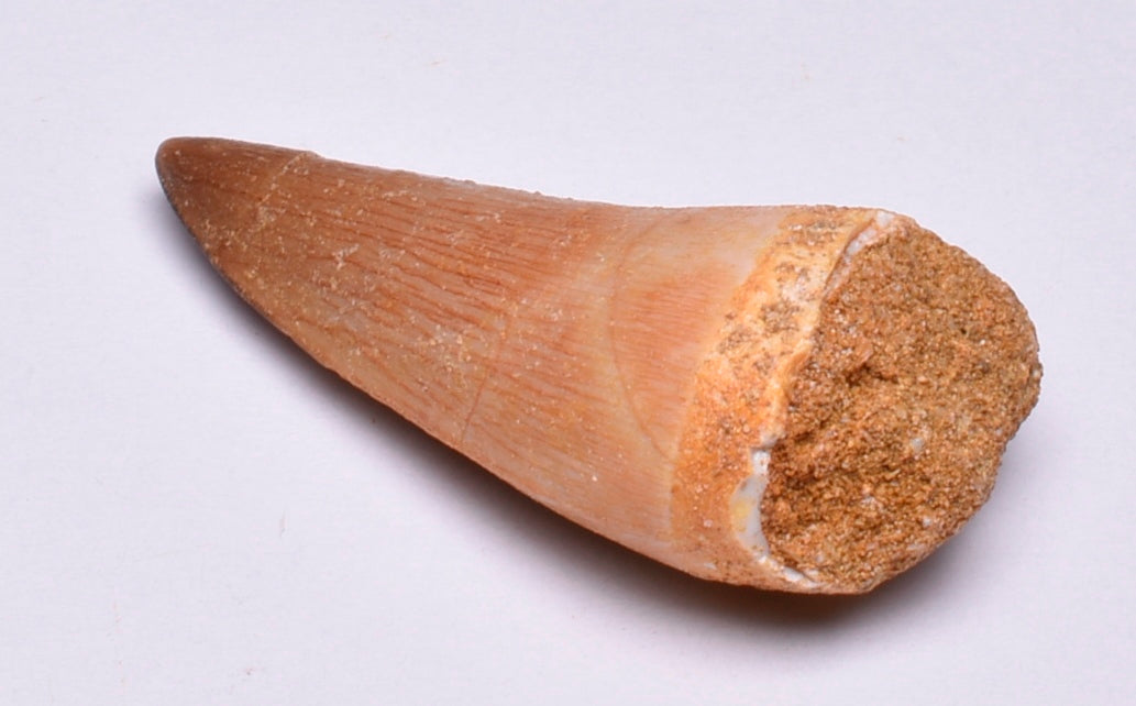 MOSASAURUS TOOTH FOSSIL ANCEPS, F34