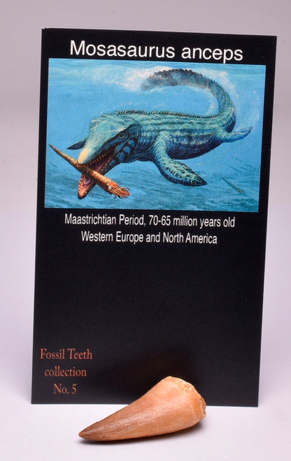 MOSASAURUS TOOTH FOSSIL ANCEPS, F34