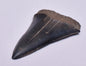 FOSSIL SHARK TOOTH, MIOCENE, USA F132