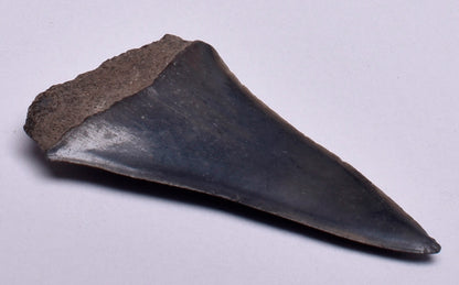 FOSSIL SHARK TOOTH, MIOCENE, USA F132