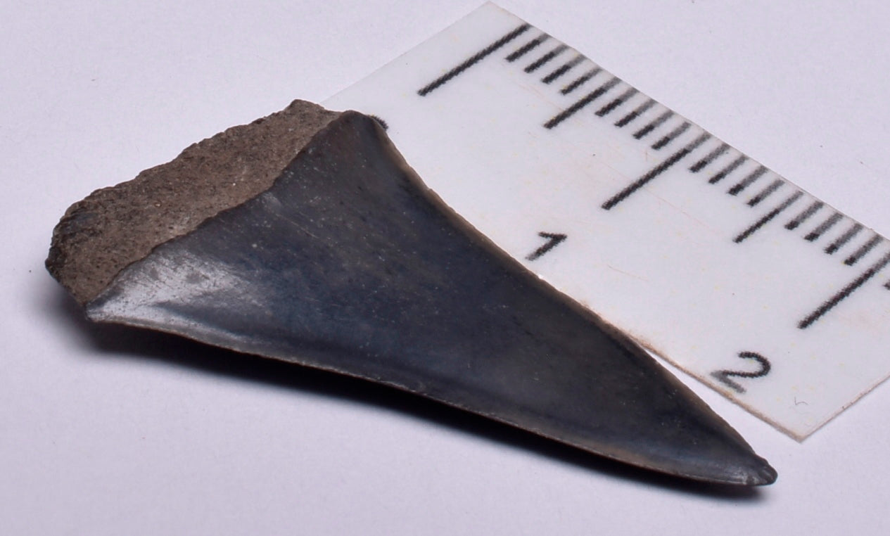 FOSSIL SHARK TOOTH, MIOCENE, USA F132