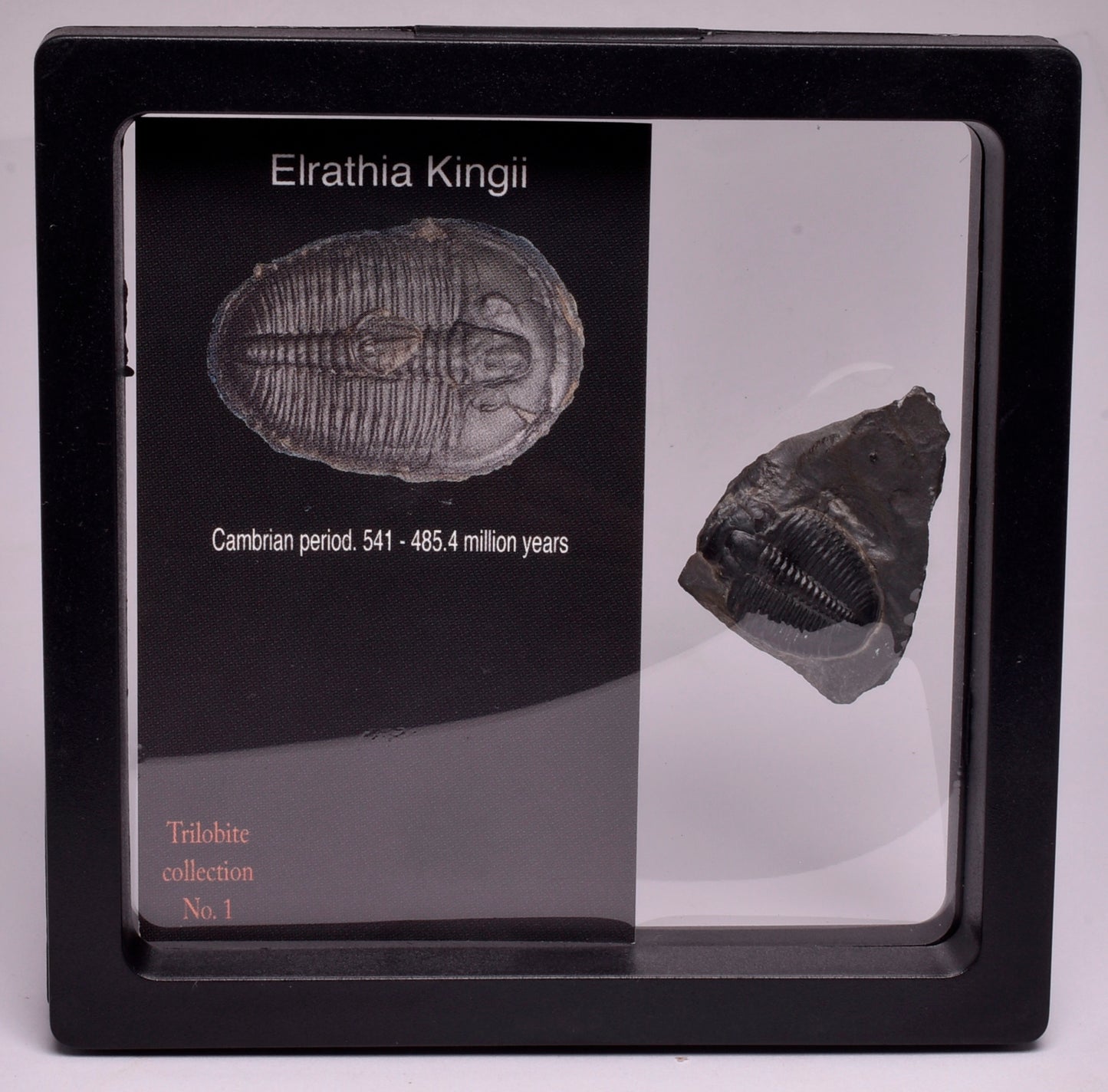 TRILOBITE FOSSIL, Elrathia Kingii, Middle Cambrian , Millard County Utah, F136