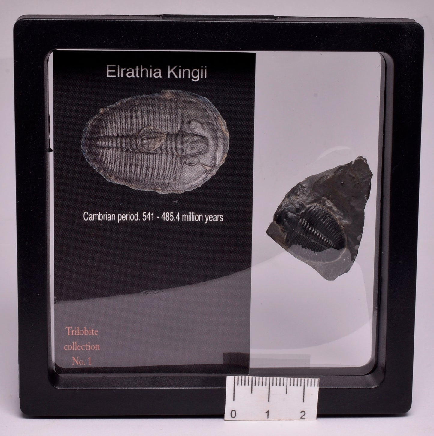 TRILOBITE FOSSIL, Elrathia Kingii, Middle Cambrian , Millard County Utah, F136