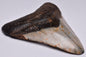 CAECHARODON MEGALODON SHARK TOOTH 103 grams F21