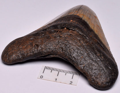 CAECHARODON MEGALODON SHARK TOOTH 103 grams F21