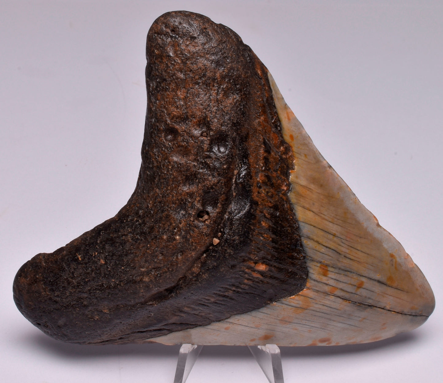 CAECHARODON MEGALODON SHARK TOOTH 103 grams F21