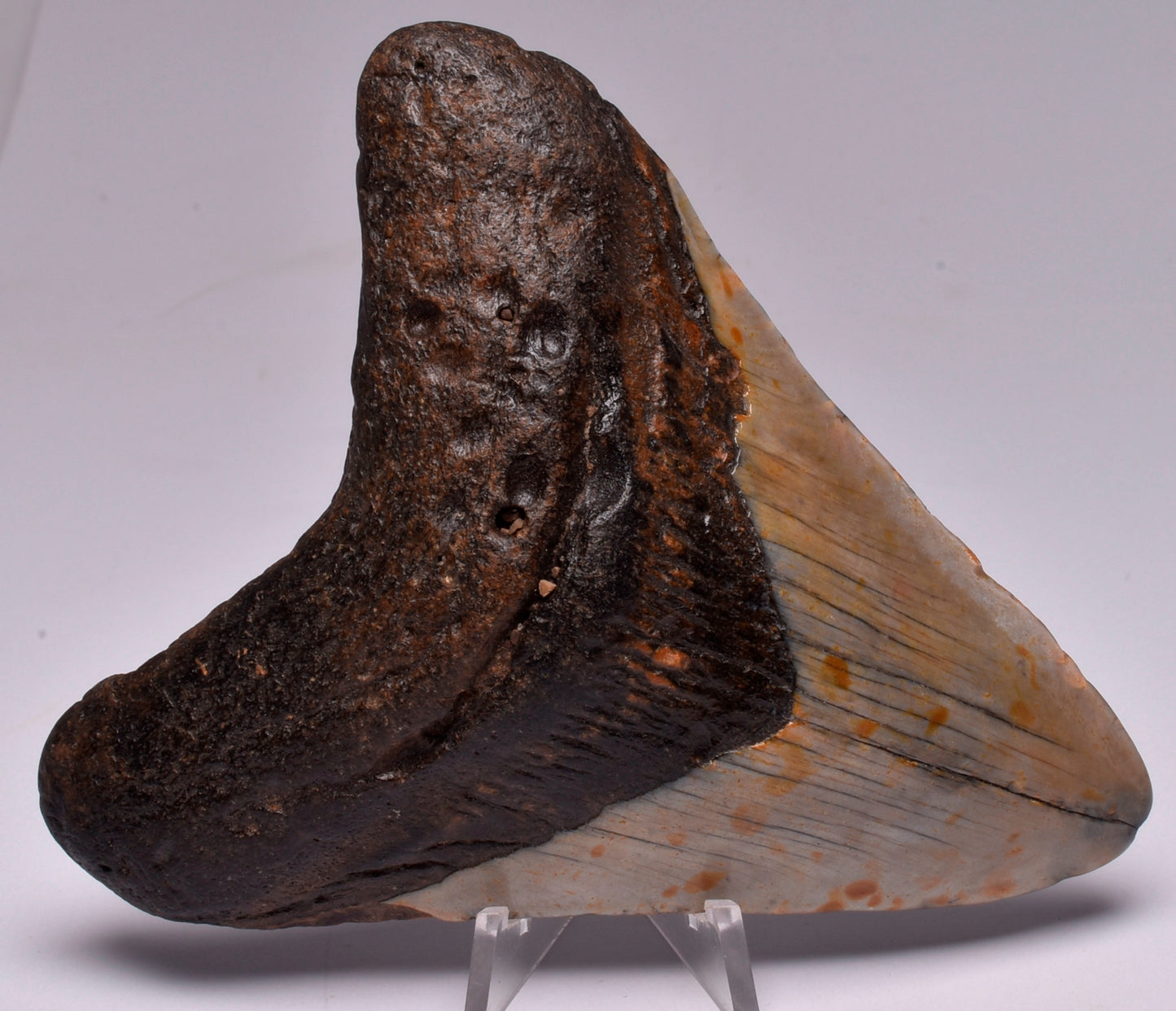 CAECHARODON MEGALODON SHARK TOOTH 103 grams F21