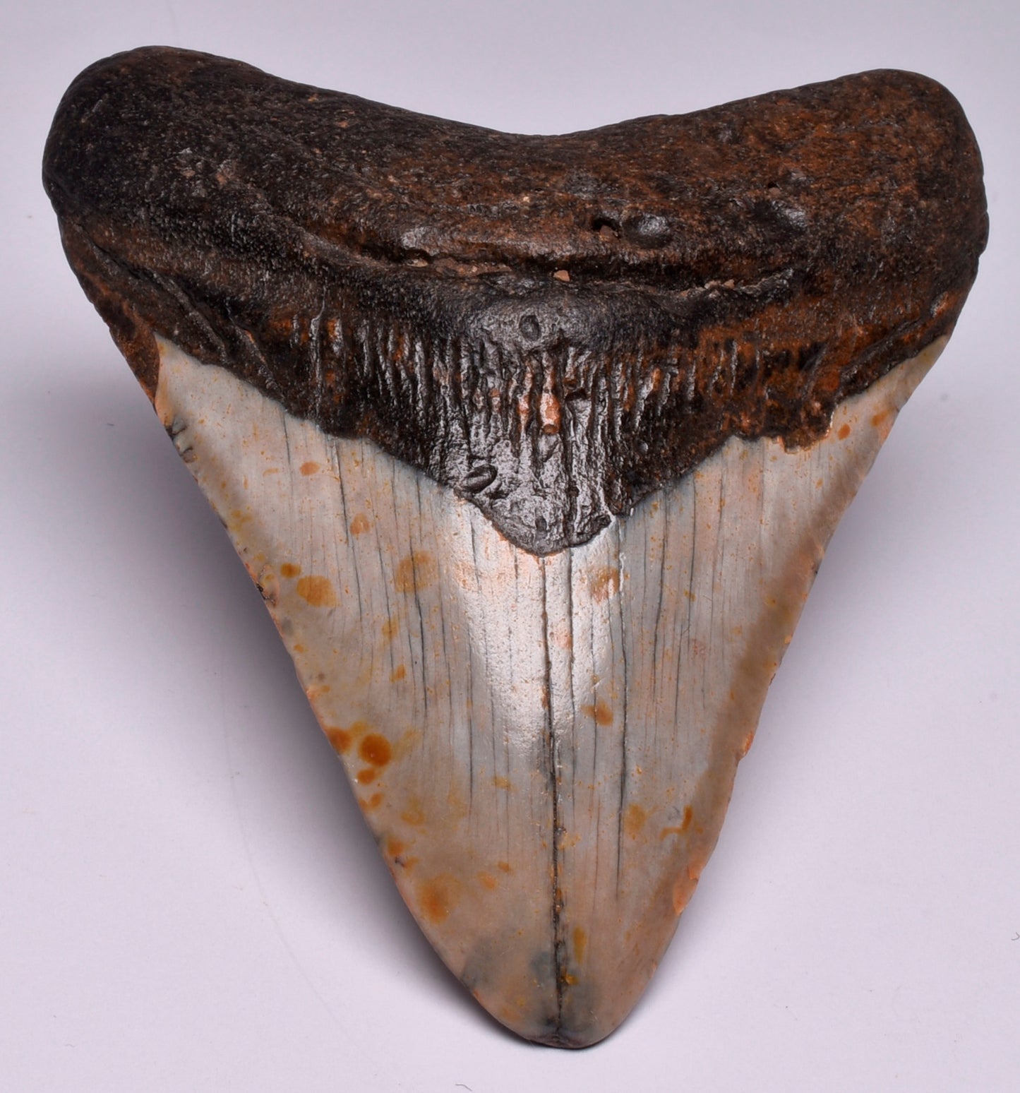 CAECHARODON MEGALODON SHARK TOOTH 103 grams F21