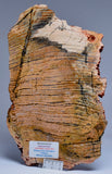 MICROBIAL MAT, Stromatolite STRELLEY POOL SLICE, S640