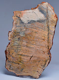 MICROBIAL MAT, Stromatolite STRELLEY POOL SLICE, S640