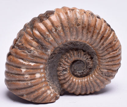 AMMONITE, Tropaeum jackii, WALSH RIVER, AUSTRALIA F147