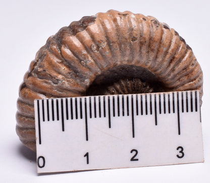 AMMONITE, Tropaeum jackii, WALSH RIVER, AUSTRALIA F147