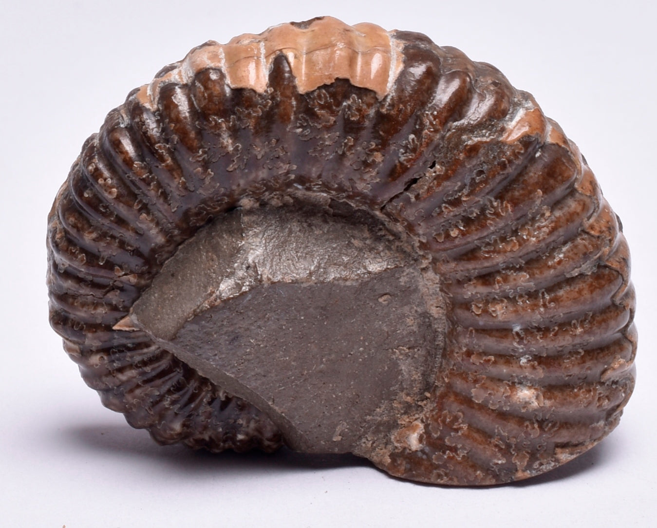 AMMONITE, Tropaeum jackii, WALSH RIVER, AUSTRALIA F147