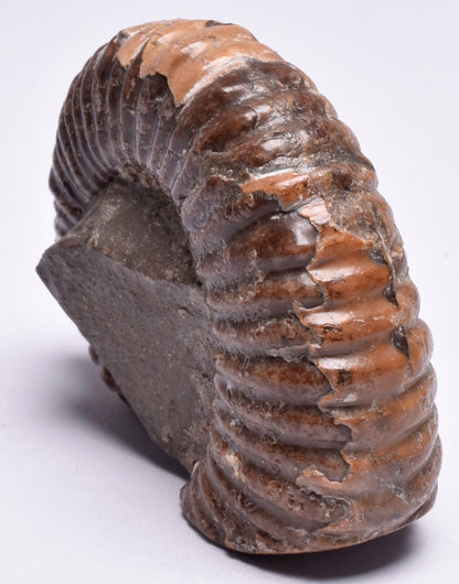 AMMONITE, Tropaeum jackii, WALSH RIVER, AUSTRALIA F147