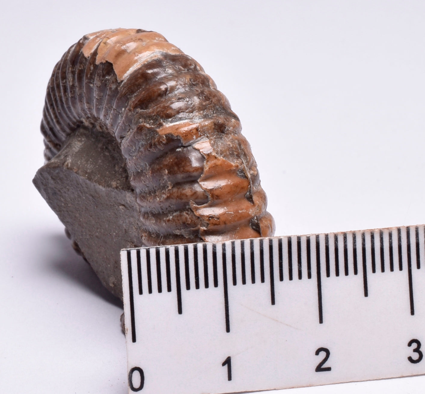 AMMONITE, Tropaeum jackii, WALSH RIVER, AUSTRALIA F147