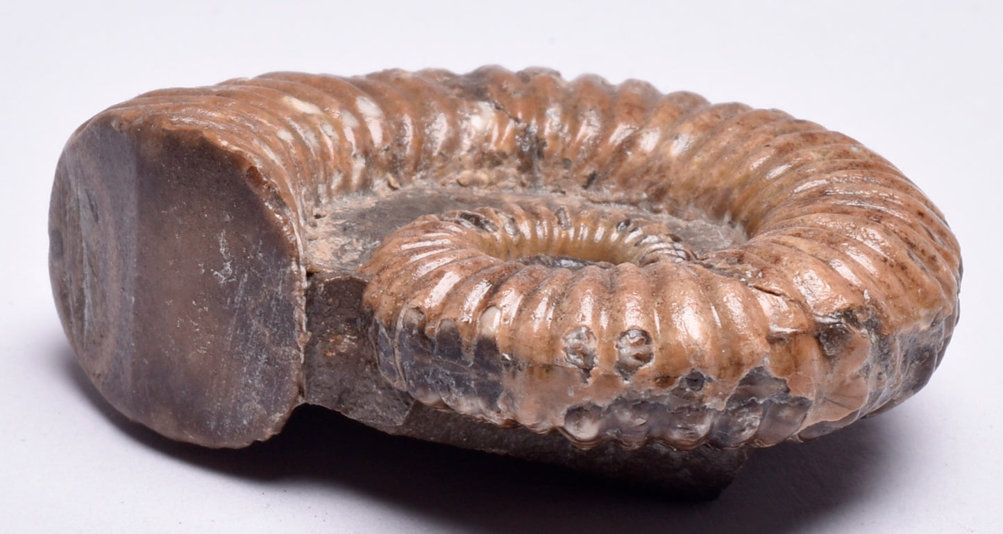 AMMONITE, Tropaeum jackii, WALSH RIVER, AUSTRALIA F147