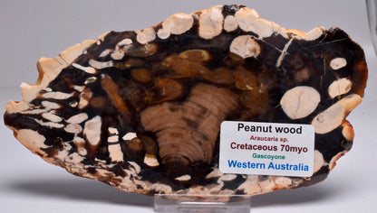 FOSSIL PEANUT WOOD SLICE, Western Australia S236