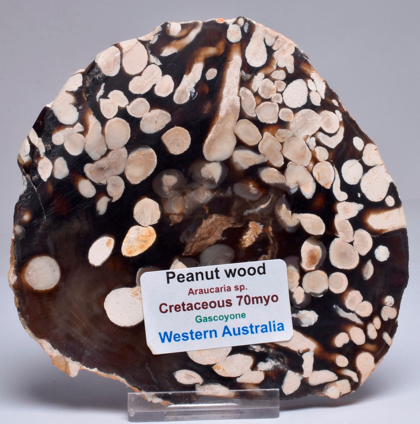 FOSSIL PEANUT WOOD SLICE, Western Australia S254