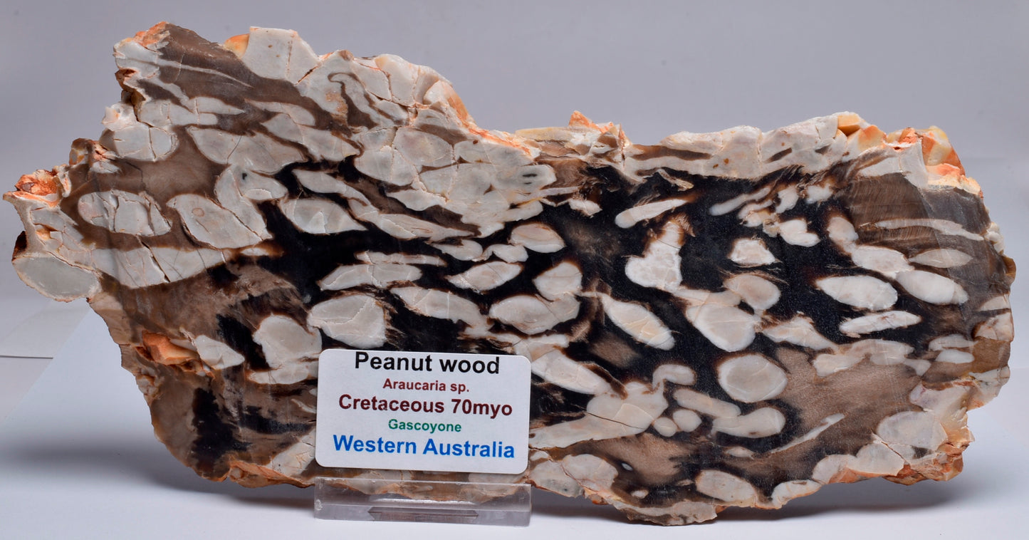 FOSSIL PEANUT WOOD SLICE, Western Australia S256