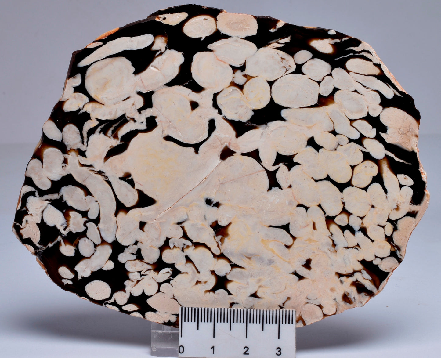 FOSSIL PEANUT WOOD SLICE, Western Australia S260