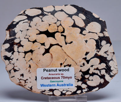 FOSSIL PEANUT WOOD SLICE, Western Australia S260