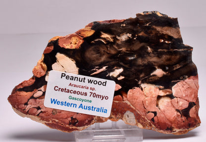 Peanut Wood Fossil Slice, Western Australia S259