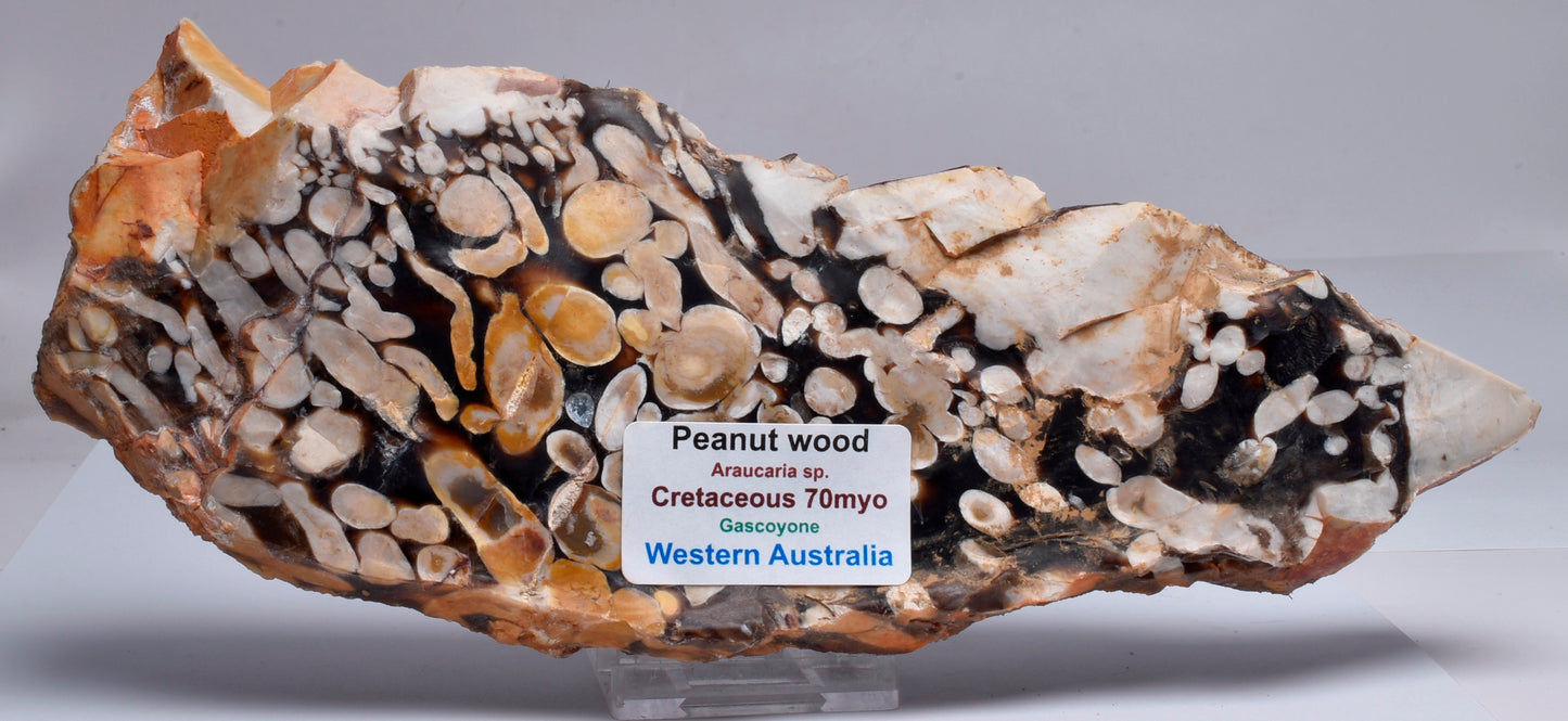 FOSSIL PEANUT WOOD SLICE, Western Australia S266