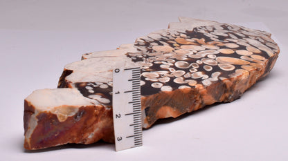 FOSSIL PEANUT WOOD SLICE, Western Australia S266