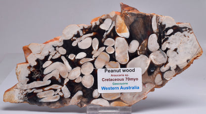 FOSSIL PEANUT WOOD SLICE, Western Australia S271