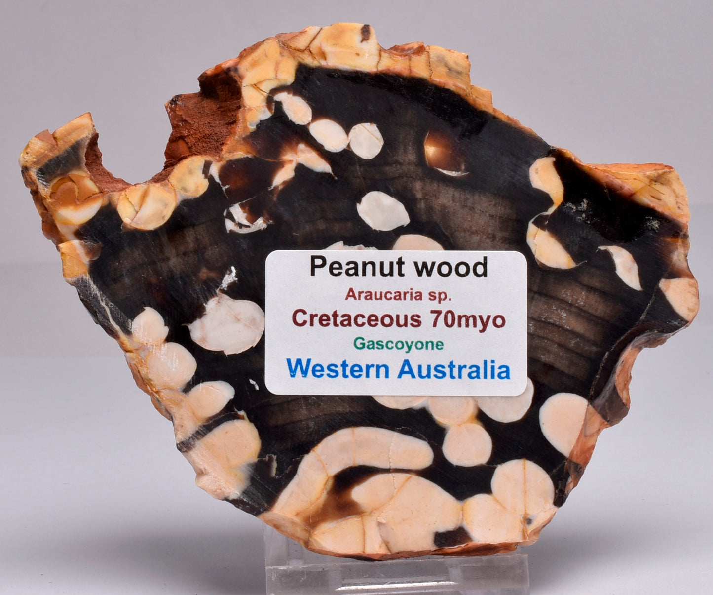 FOSSIL PEANUT WOOD SLICE, Western Australia S279