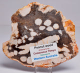 FOSSIL PEANUT WOOD SLICE, Western Australia S333