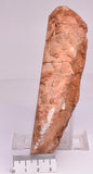 Stromatolite Inzeria Intia Fossil Polished Slice, N.T Australia S339
